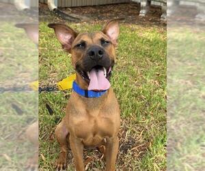Black Mouth Cur-Unknown Mix Dogs for adoption in Sugar Land, TX, USA