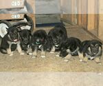 Small Photo #2 German Shepherd Dog-Siberian Husky Mix Puppy For Sale in OTTAWA, KS, USA