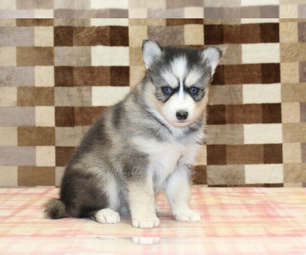 Medium Photo #4 Pomsky Puppy For Sale in DENVER, PA, USA