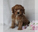 Small Photo #3 Cavapoo Puppy For Sale in BIRD IN HAND, PA, USA