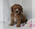 Small #2 Cavapoo