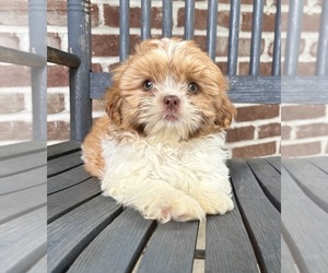 Shih Tzu Puppy for sale in INDIANAPOLIS, IN, USA