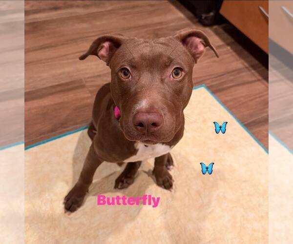 Medium Photo #2 American Staffordshire Terrier-Staffordshire Bull Terrier Mix Puppy For Sale in Cave Creek, AZ, USA