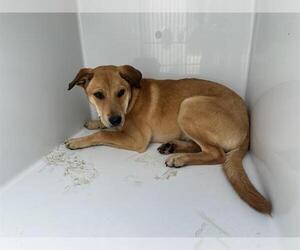 Labrador Retriever-Unknown Mix Dogs for adoption in Houston, TX, USA
