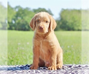 Labradoodle-Poodle (Standard) Mix Puppy for sale in BINO, PA, USA