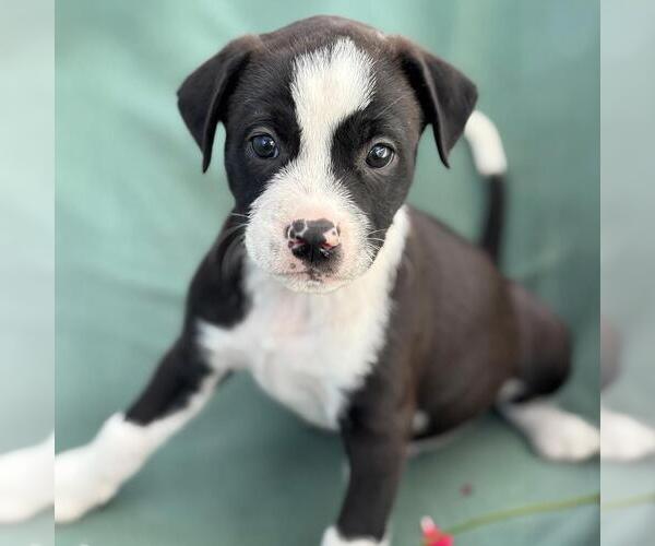 Medium Photo #3 Colonial Cocker Spaniel-Unknown Mix Puppy For Sale in San Diego, CA, USA