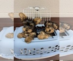Small #1 Yorkshire Terrier