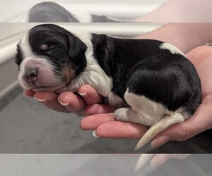 Medium English Springer Spaniel