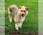 Small #3 Mutt
