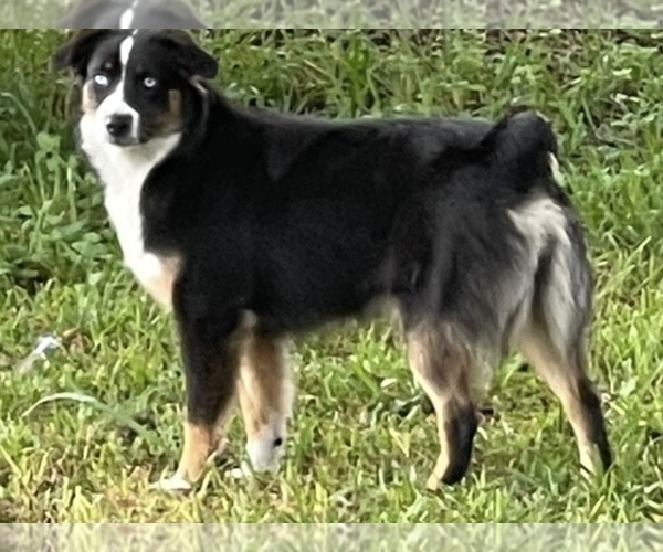 Medium Photo #1 Miniature Australian Shepherd Puppy For Sale in BROOKER, FL, USA