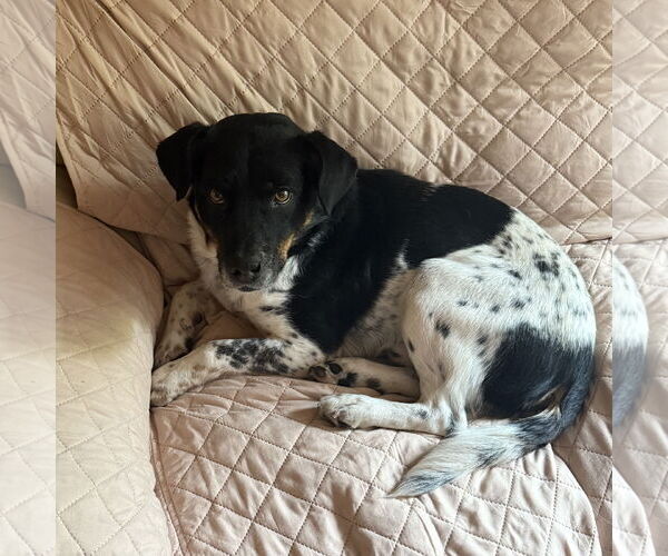 Medium Photo #2 Mutt Puppy For Sale in Fargo, ND, USA