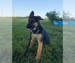 Puppy Zoe German Shepherd Dog