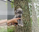 Small Photo #18 Great Dane Puppy For Sale in WALNUT GROVE, MO, USA