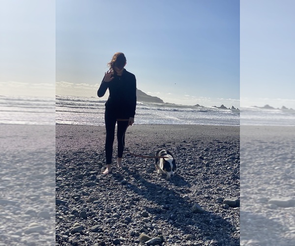 Medium Photo #1 Goldendoodle-Pembroke Welsh Corgi Mix Puppy For Sale in CRESCENT CITY, CA, USA