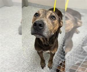 American Pit Bull Terrier-Unknown Mix Dogs for adoption in Pasadena, TX, USA