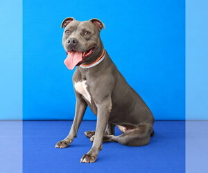 CONCHITA - Female Mutt Dog for Adoption - Photo #2