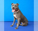 Small Photo #2 Mutt Puppy For Sale in Pasadena, CA, USA