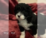 Small Photo #3 Portuguese Water Dog Puppy For Sale in BALDWIN CITY, KS, USA