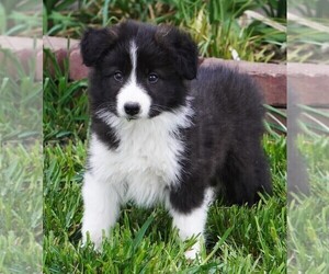 Border Collie Puppy for sale in DOUGLASS, KS, USA