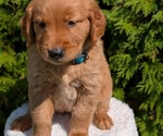 Small Photo #40 Golden Retriever Puppy For Sale in GOSHEN, IN, USA