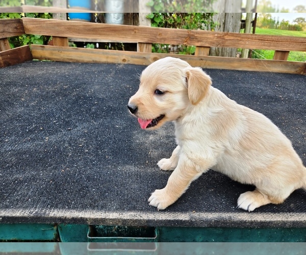 Medium Photo #6 Golden Retriever Puppy For Sale in LEON, KS, USA