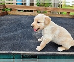 Small #5 Golden Retriever