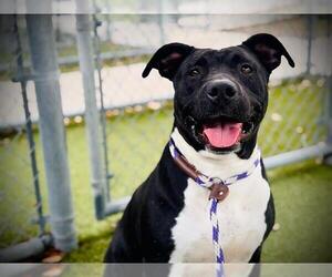 Mutt Dogs for adoption in Orlando, FL, USA