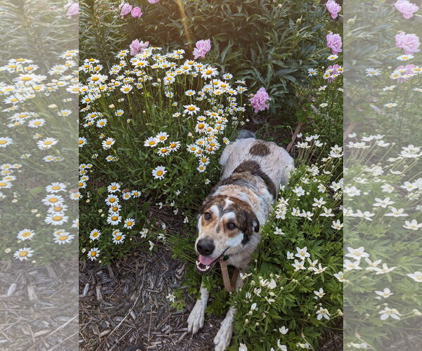 Medium Photo #2 Pyrenees Border Collie Puppy For Sale in Minneapolis, MN, USA