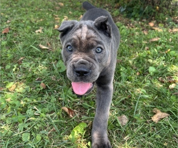 Medium Photo #8 Cane Corso Puppy For Sale in CLARKRANGE, TN, USA