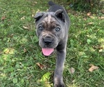 Small #7 Cane Corso