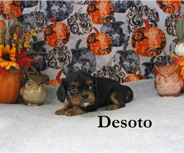 Medium Photo #66 Cavalier King Charles Spaniel Puppy For Sale in CHANUTE, KS, USA