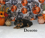 Small Photo #66 Cavalier King Charles Spaniel Puppy For Sale in CHANUTE, KS, USA