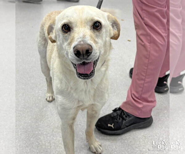 Medium Photo #2 Labrador Retriever-Unknown Mix Puppy For Sale in Washington, DC, USA