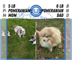 Small #11 Pomeranian
