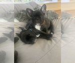 Puppy 1 French Bulldog