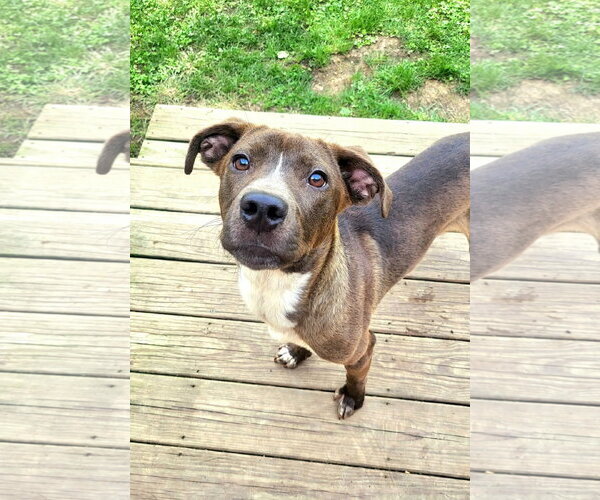 Medium Photo #5 American Pit Bull Terrier-Unknown Mix Puppy For Sale in Germantown, OH, USA