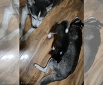 Small #5 Siberian Husky
