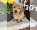 Small Photo #2 Labrador Retriever-Poodle (Toy) Mix Puppy For Sale in RICHMOND, IL, USA