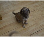 Small #2 Labrador Retriever