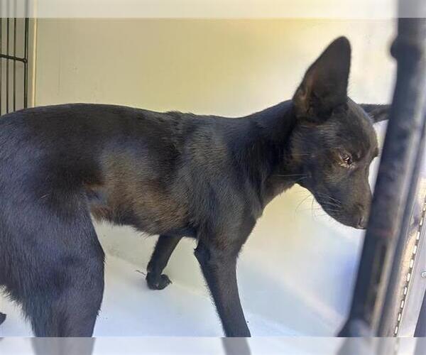 Medium Photo #1 German Shepherd Dog-Unknown Mix Puppy For Sale in Houston, TX, USA