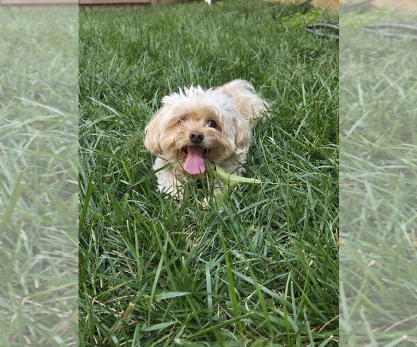 Medium Photo #1 Mutt Puppy For Sale in Mooresville, NC, USA