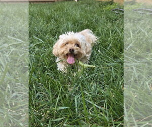 Mutt Dogs for adoption in Mooresville, NC, USA