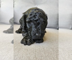 Goldendoodle Puppy for sale in SCARBRO, WV, USA