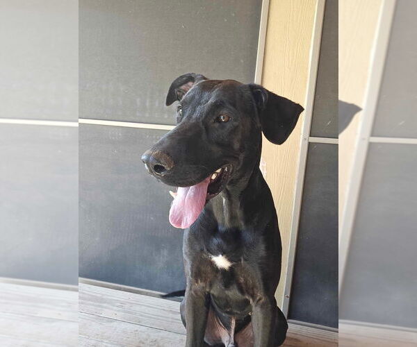 Medium Photo #10 Mutt Puppy For Sale in Bullard, TX, USA