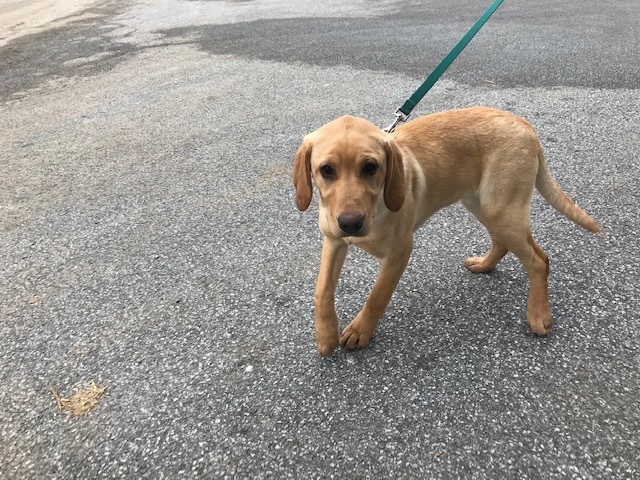Medium Photo #3 Labrador Retriever Puppy For Sale in BUCK, PA, USA