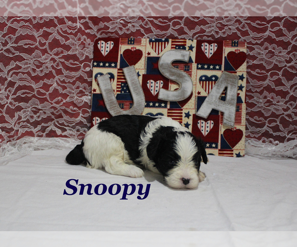 Medium Photo #7 Cavapoo Puppy For Sale in CHANUTE, KS, USA