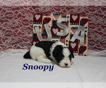 Small #6 Cavapoo