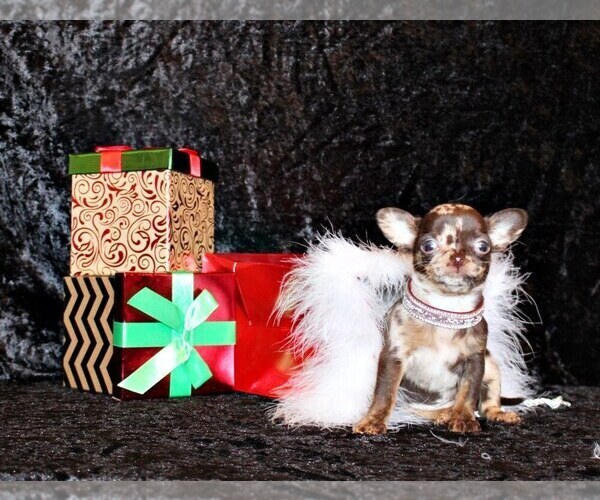 Medium Photo #24 Chihuahua Puppy For Sale in CHARLESTON, AR, USA