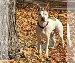American Staffordshire Terrier-Unknown Mix Dogs for adoption in Minneapolis, MN, USA