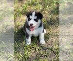 Small Photo #9 Siberian Husky Puppy For Sale in BROOKSVILLE, FL, USA